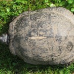 4 - Tortue aquatique