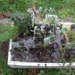 9 - Trempage des plants