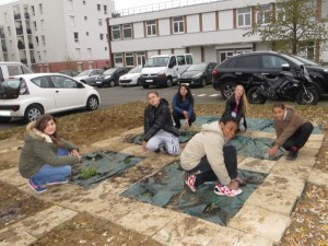 Mise en place des plantes aromatiques 1