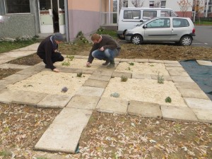 Mise en place du paillis de lin 3